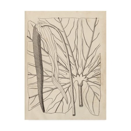 Trademark Fine Art Vision Studio 'Distinctive Leaves Iv' Canvas Art, 14x19 WAG10958-C1419GG